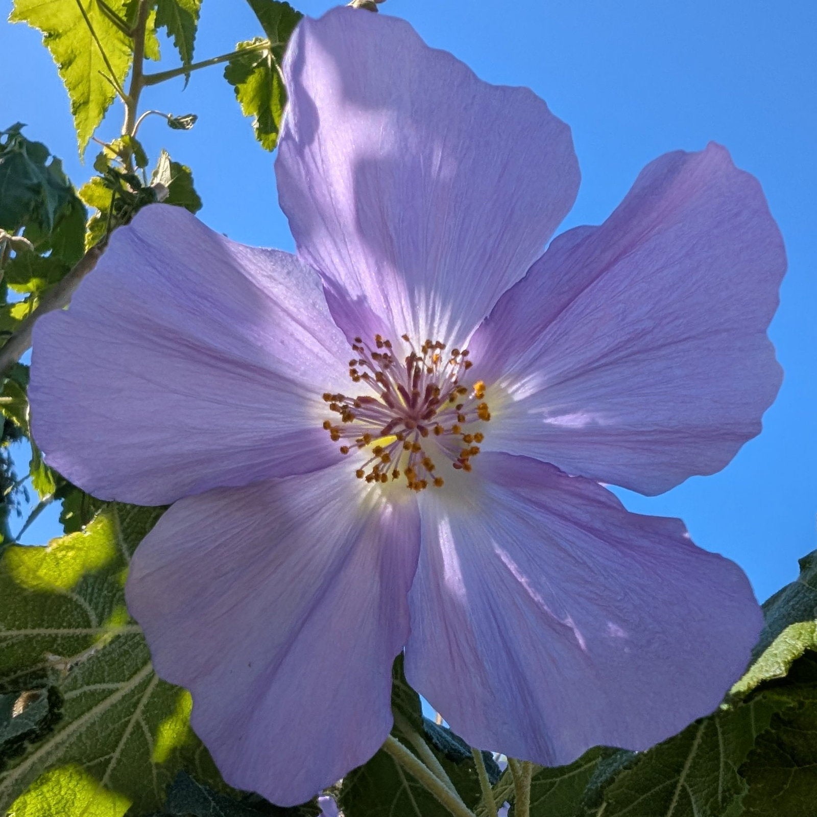 Violet Abutilon Vitifolium Seeds for Planting - Elegant Garden Flowers