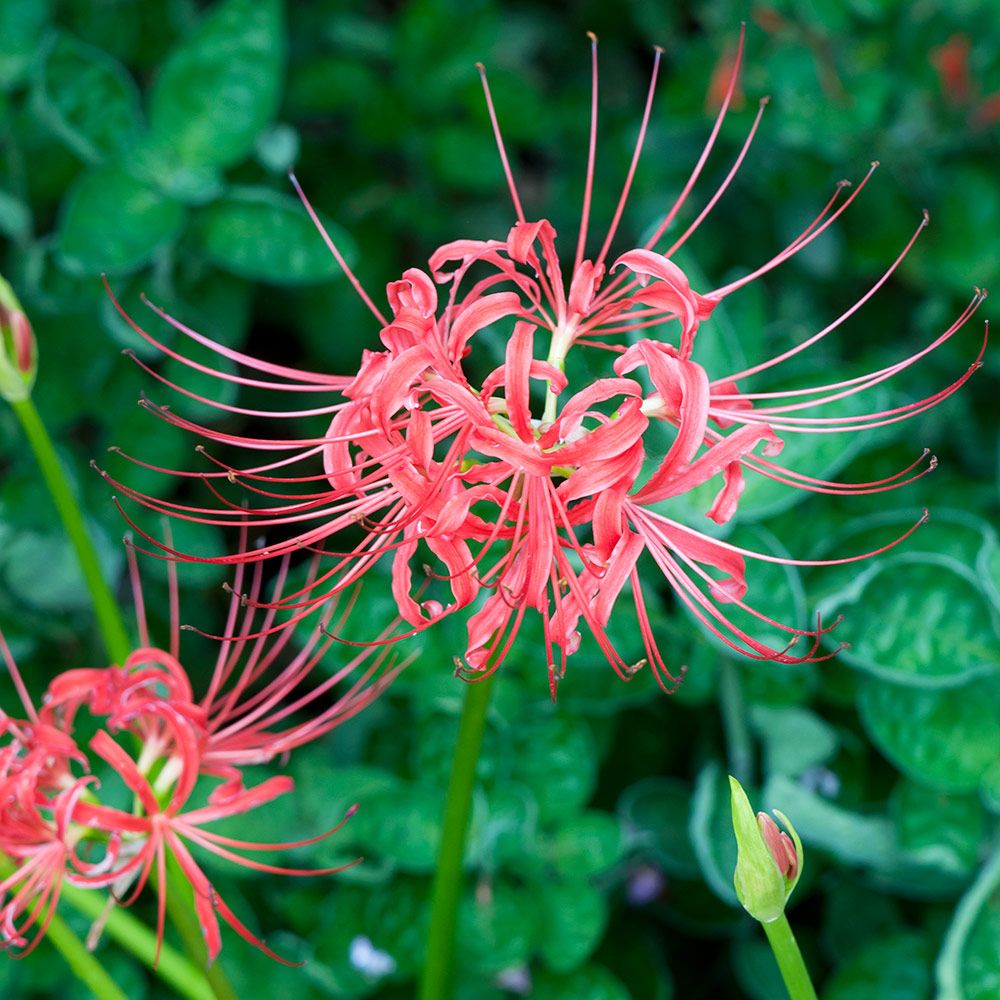 Radiata Flower Seeds for Planting