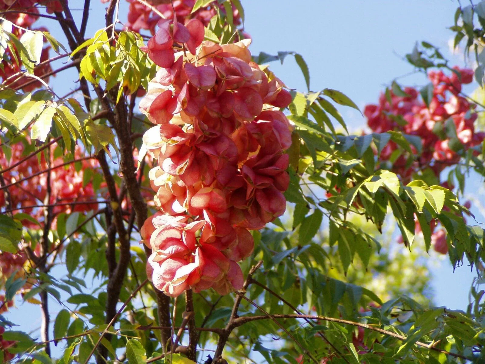 Red Koelreuteria Flower Seed for Plantings for Planting - Easy Planting for Vibrant Gardens Heirloom Non-GMO Seeds