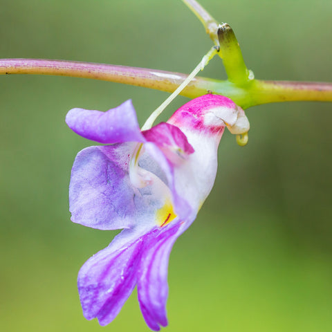 Parrot Orchid Flower seeds blooming in flower beds, containers, borders, and pollinator-friendly gardens