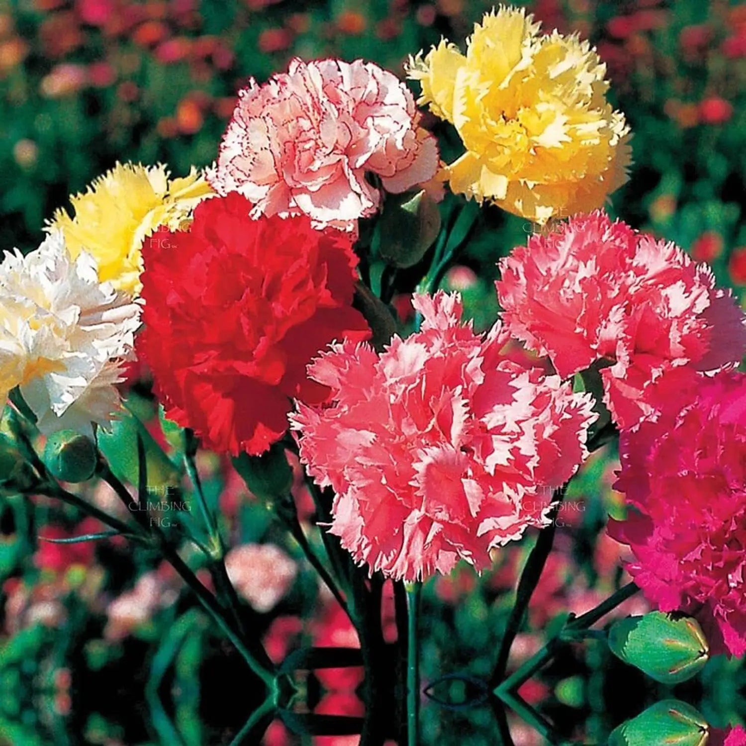 Mixed Colour Carnation Flower Seeds for Planting Pollinator Friendly Heirloom & GMO Free Seeds for Home Garden
Sale