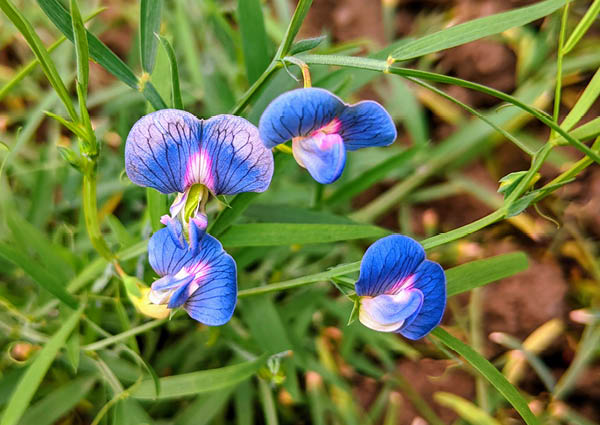 Blue Lathyrys Satuvys Flower seeds for Planting - Perfect for Borders, Heirloom & GMO Free Seeds for Home Garden