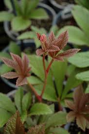 Rodgersia Henrici Plant Seeds For Planting Brown