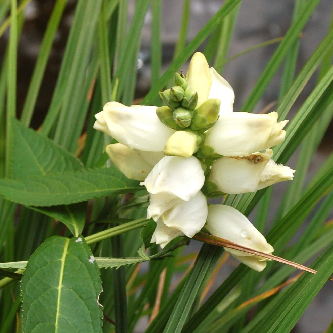 White Turtlehead Flower seeds for Planting - Wildflower Mix, Heirloom & GMO Free Seeds for Home Garden