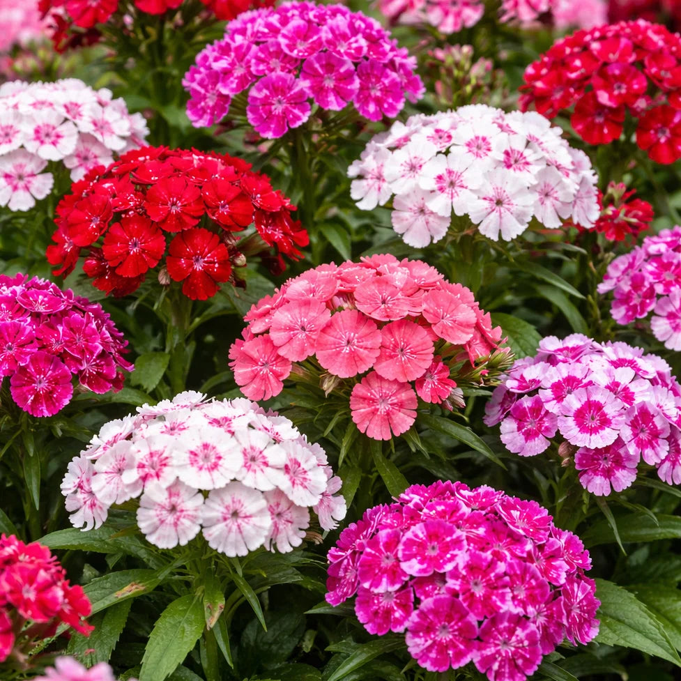 Heirloom Dianthus Barbatus Flower seeds blooming in flower beds, containers, borders, and pollinator-friendly gardens