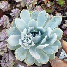 Versatile Blue Succulent Seeds - Easy Planting & Growth