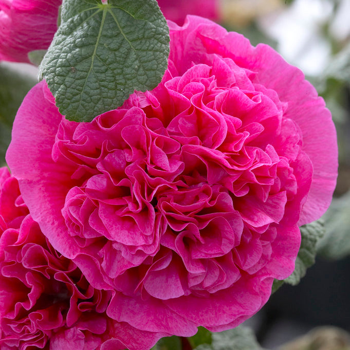 Holly Hock Flower seeds blooming in flower beds, containers, borders, and pollinator-friendly gardens
