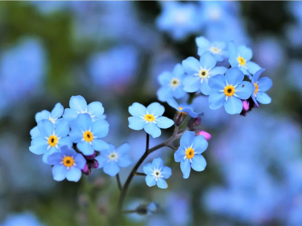 Forget Me Not Flower seeds blooming in flower beds, containers, borders, and pollinator-friendly gardens