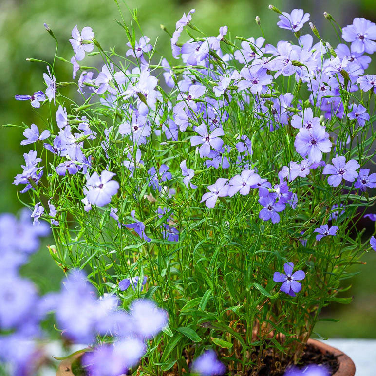 Blue Oculata Flower seeds for Planting - Bright Blooms, Heirloom & GMO Free Seeds for Home Garden