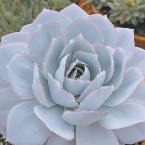 Echeveria Flower seeds for Planting - Vibrant Colors, Heirloom & GMO Free Seeds for Home Garden