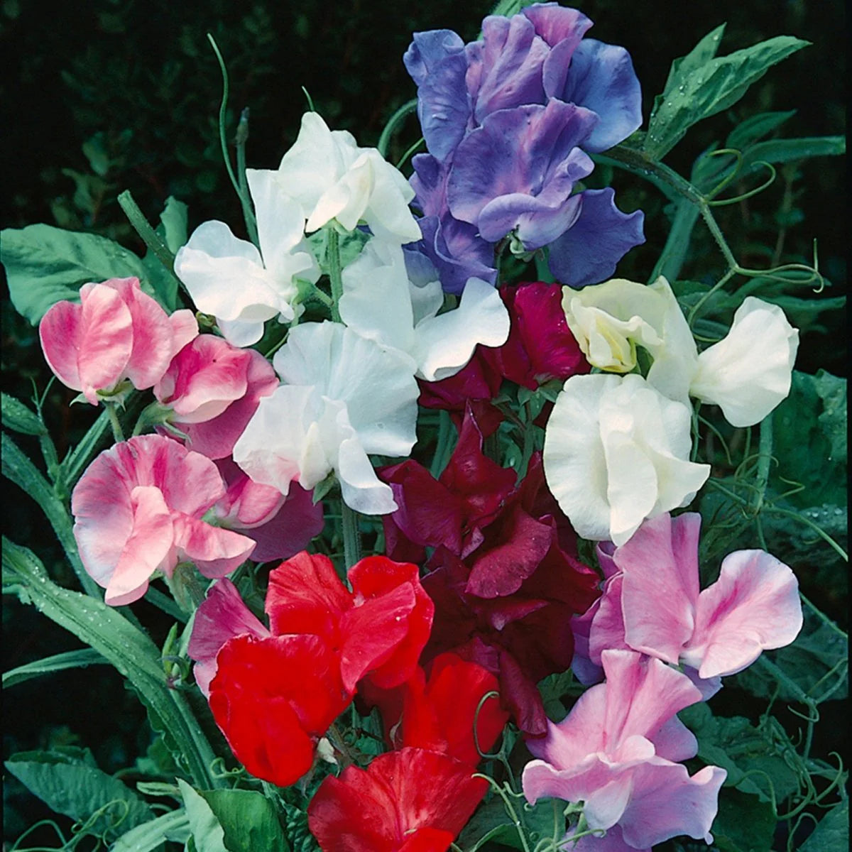 Sweet Pea Knee Flower seeds for Planting Drought Tolerant Heirloom & GMO Free Seeds for Home Garden