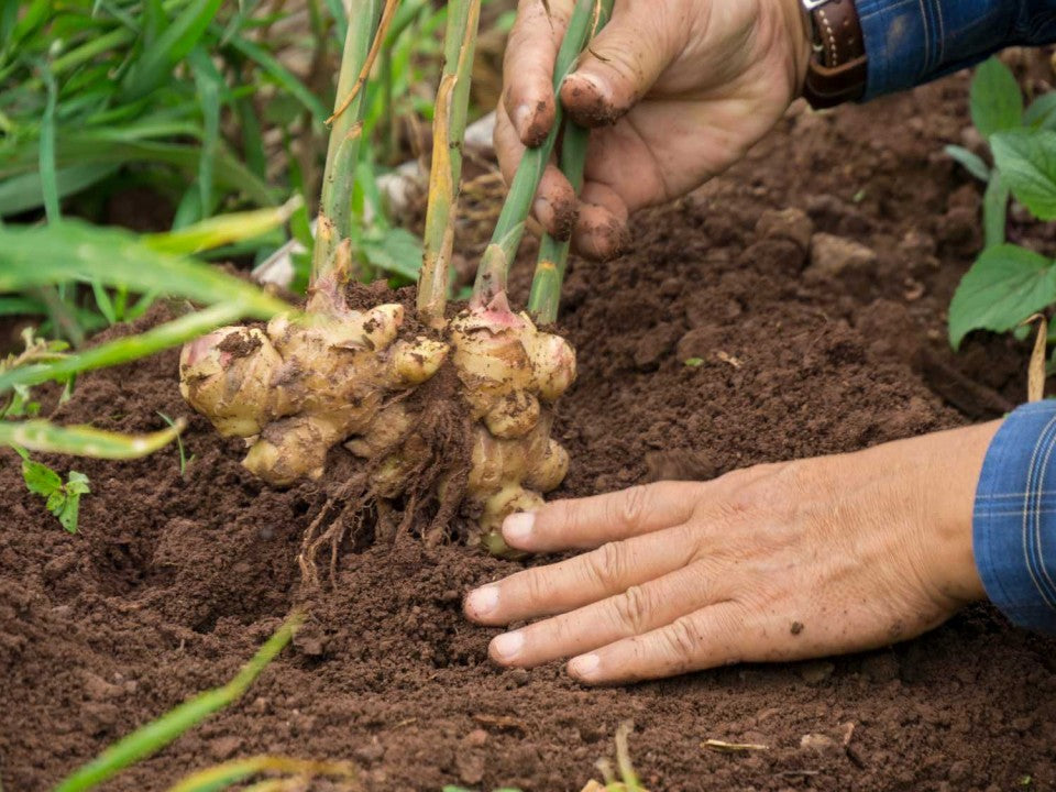 Ginger Seeds: Essential Planting Guide