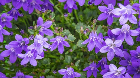 Mandrake Flower seeds for Planting - Drought Tolerant, Heirloom & GMO Free Seeds for Home Garden