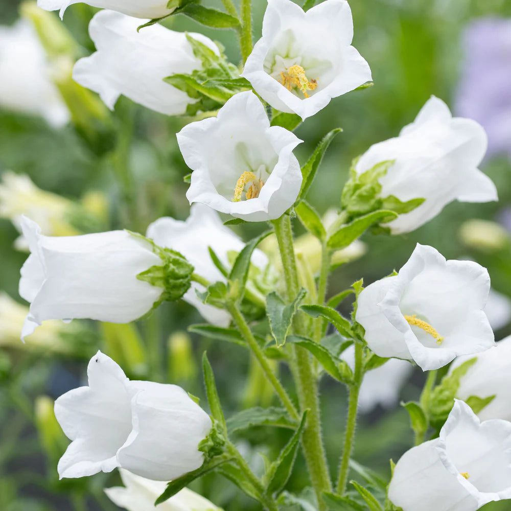 White Canterbury Bells Flower Seeds for Planting Vibrant Colors Heirloom & GMO Free Seeds for Home Garden
Sale