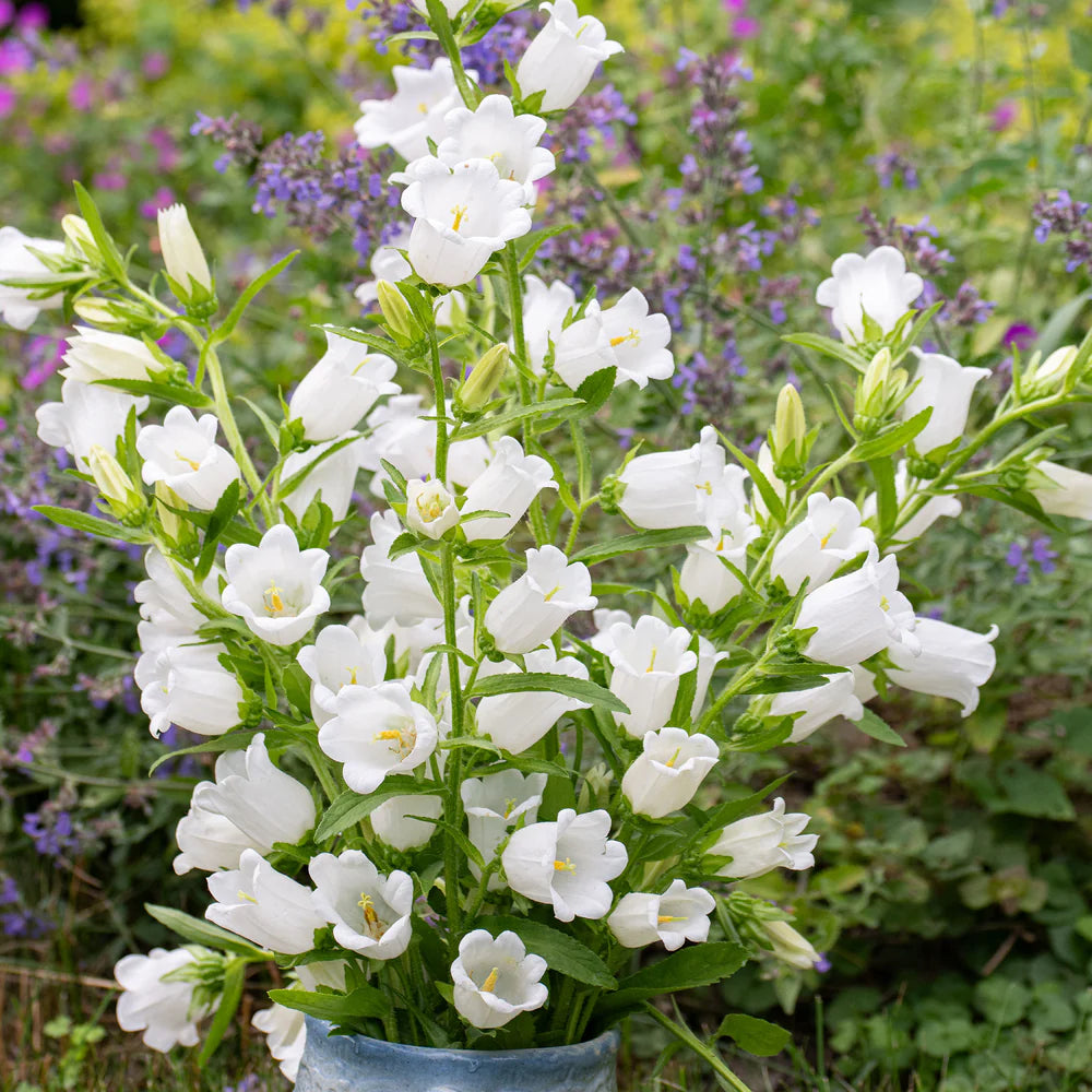 White Canterbury Bells Flower Seeds for Planting Vibrant Colors Heirloom & GMO Free Seeds for Home Garden
Sale