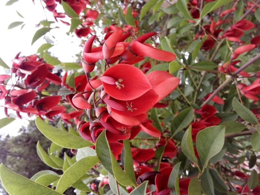 Erythrina CristaGalli Flower seeds for Planting Vibrant Colors Heirloom & GMO Free Seeds for Home Garden