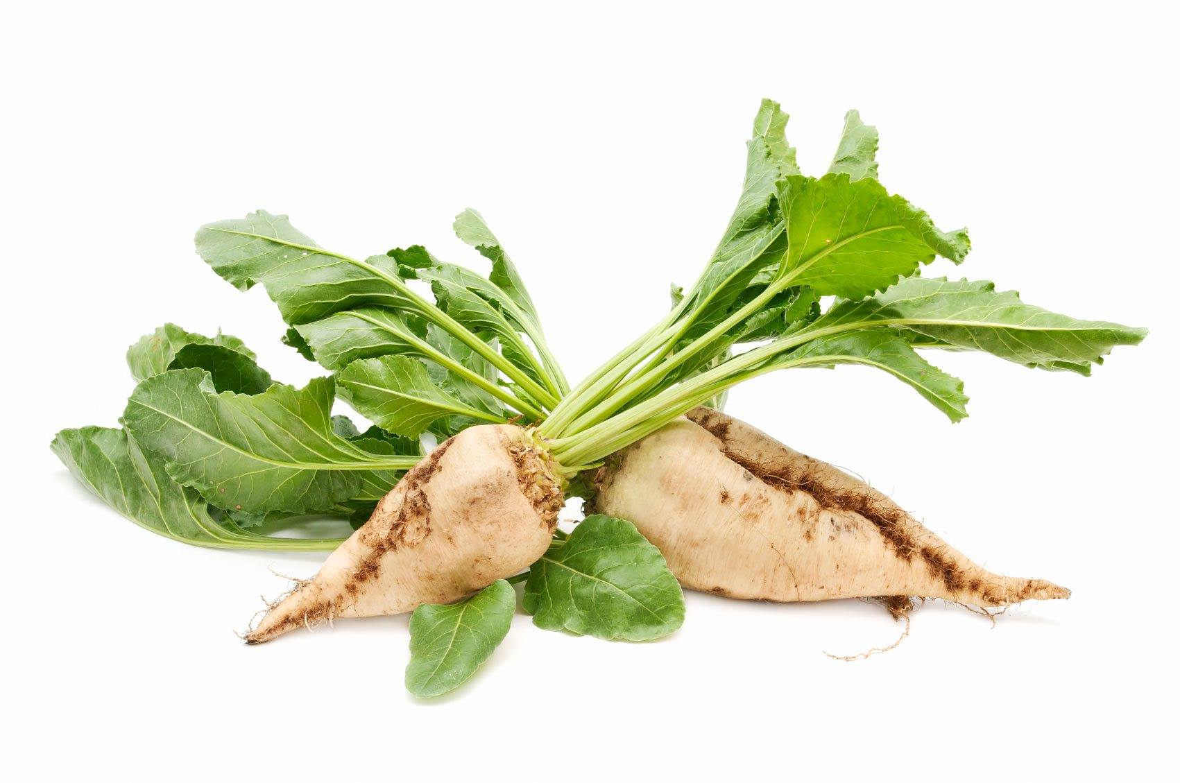 White Sugar Beet Seeds for Vegetable Planting