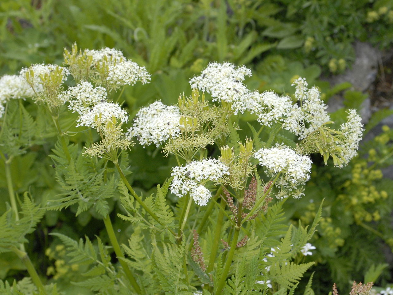 Cicely Flower seeds for Planting - Vibrant Colors, Heirloom & GMO Free Seeds for Home Garden