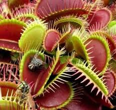 Venus Fly Trap Flower Seeds - Exotic Carnivorous Planting For Unique Indoor And Outdoor Gardens