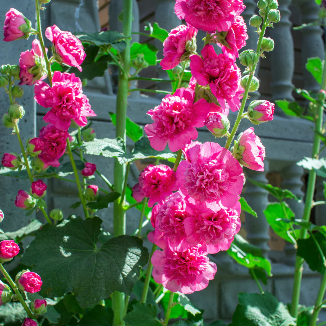 Baby Pink Hollyhock Flower seeds for Planting - Hardy Variety, Heirloom & GMO Free Seeds for Home Garden