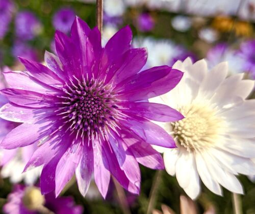 Xeranthemum Annuum Flower seeds for Planting - Wildflower Mix, Heirloom & GMO Free Seeds for Home Garden