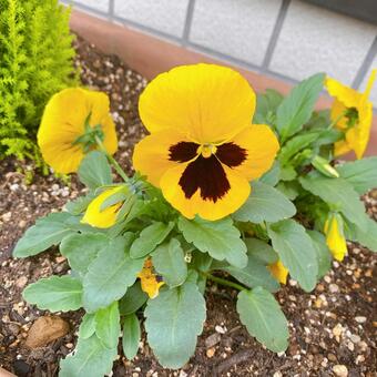 Brown Yellow Pansy Flower Seeds for Planting Low Maintenance Heirloom & GMO Free Seeds for Home Garden
Sale