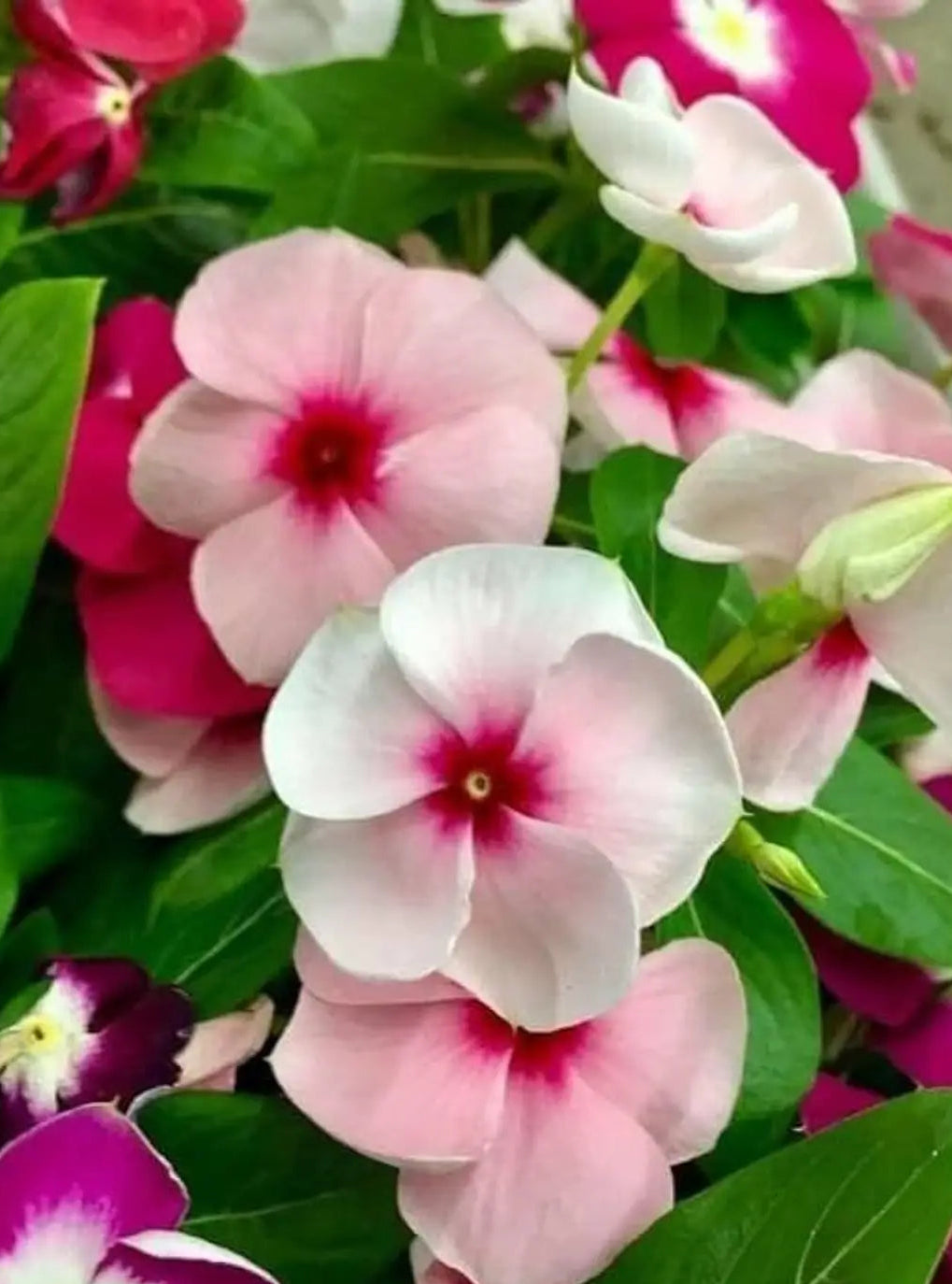 Pink Vinca Flower seeds for Planting - Fragrant Blossoms, Heirloom & GMO Free Seeds for Home Garden