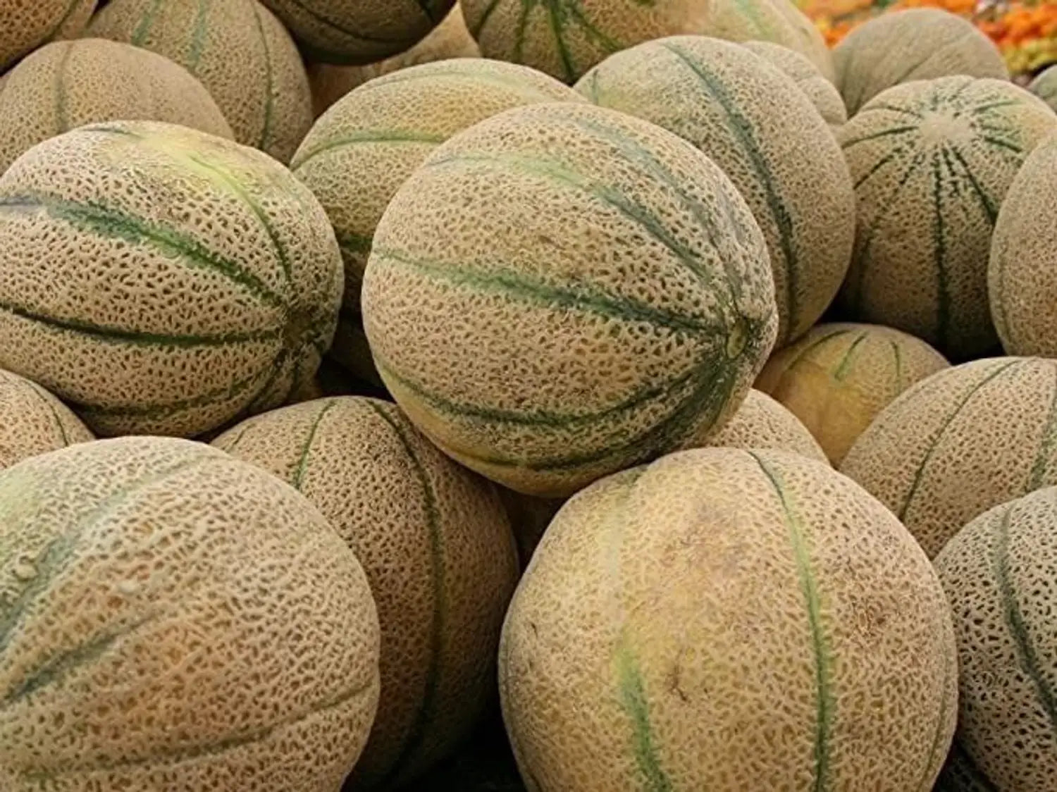 Close-up of brown muskmelon seeds for planting seeds | Premium brown muskmelon seeds for planting seed packet for planting | Young brown muskmelon seeds for planting seedlings growing in containers | Healthy brown muskmelon seeds for planting plants growing in garden | Brown Muskmelon Seeds for Planting for home garden planting