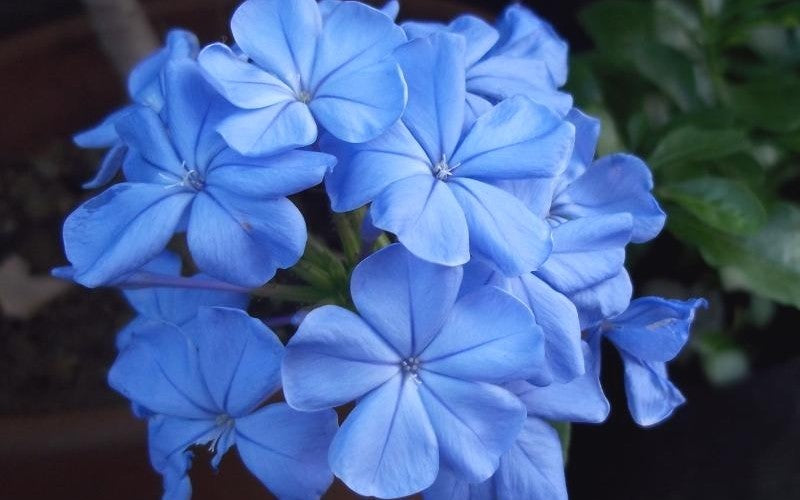 Blue Jasminum Sambac Flower Seeds for Planting Pollinator Friendly Heirloom & GMO Free Seeds for Home Garden
Sale