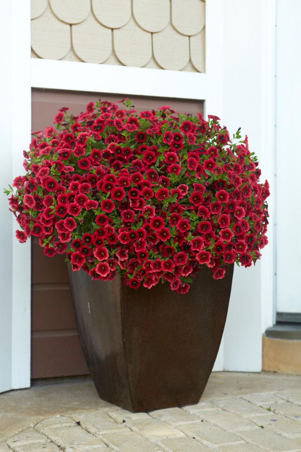 Superbells Petunia Seeds for Planting , Mixed Flower Variety