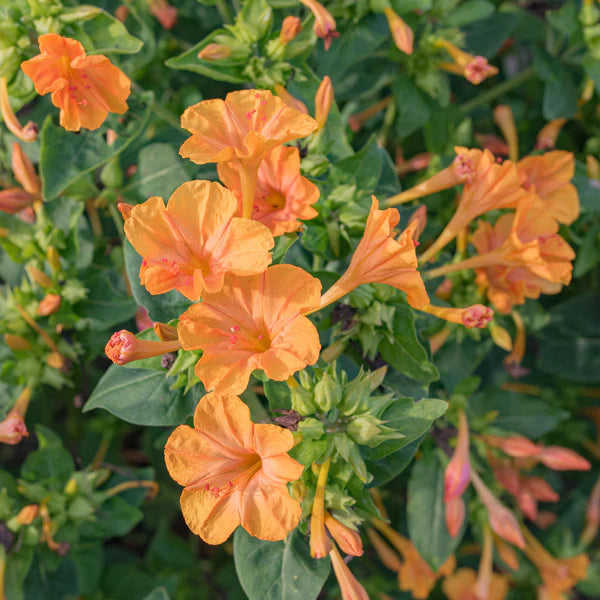 Orange Mirabilis Flower Seeds blooming in flower beds, containers, borders, and pollinator-friendly gardens