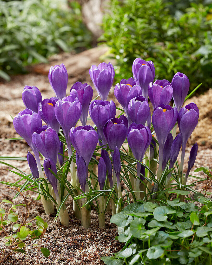 Blue Ocean crocus Flower seeds for Planting - Colorful Display, Heirloom & GMO Free Seeds for Home Garden
Sale seeds for home garden