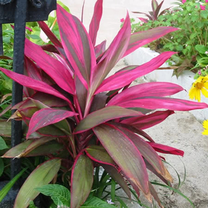 Cordyline Flower seeds for Planting - Easy to Grow, Heirloom & GMO Free Seeds for Home Garden