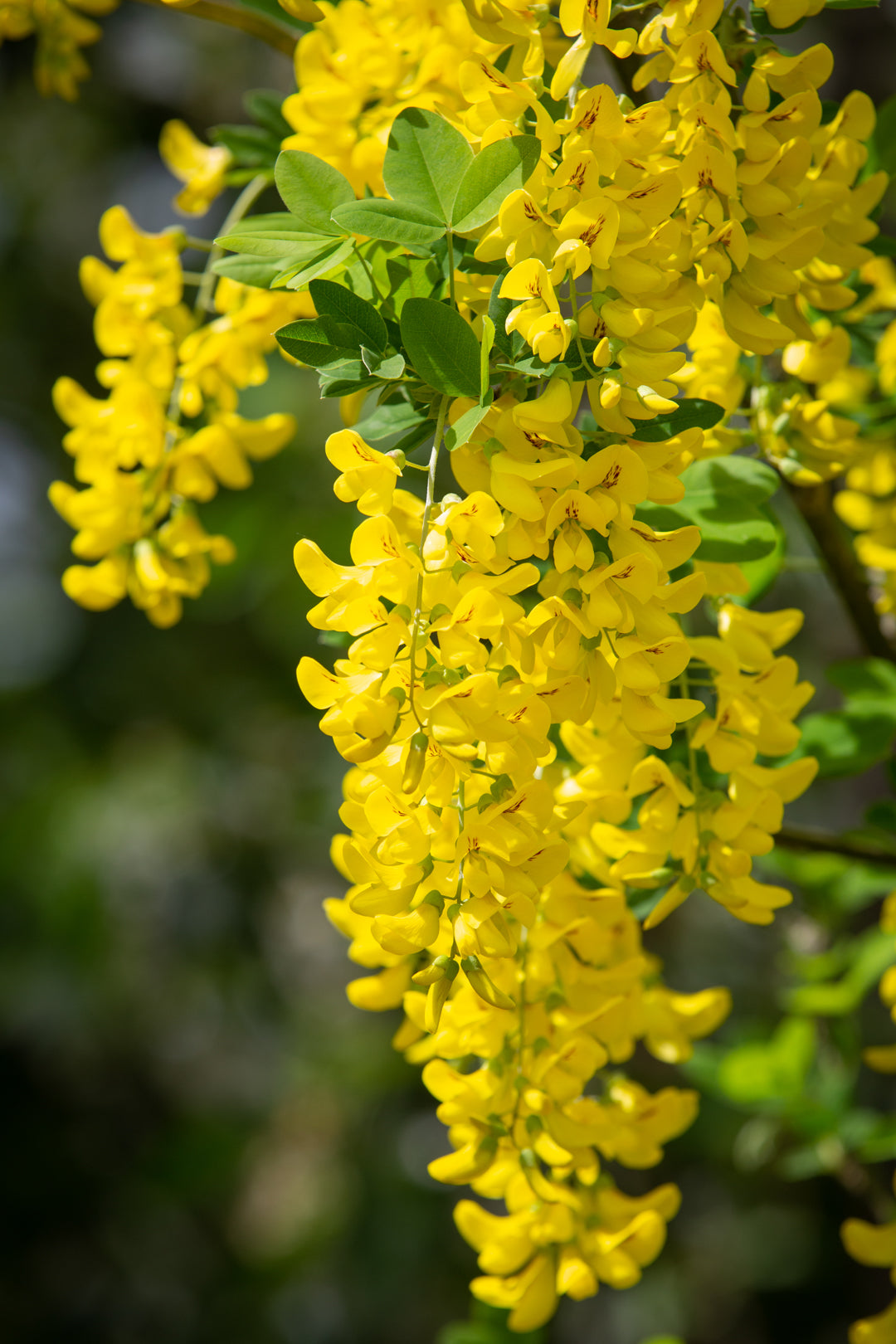 Yellow Laburnum Flower seeds for Planting - Vibrant Colors, Heirloom & GMO Free Seeds for Home Garden