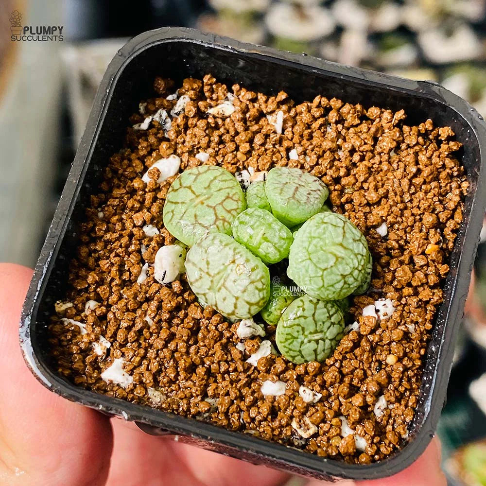 Black Conophytum Seeds - Easy Planting