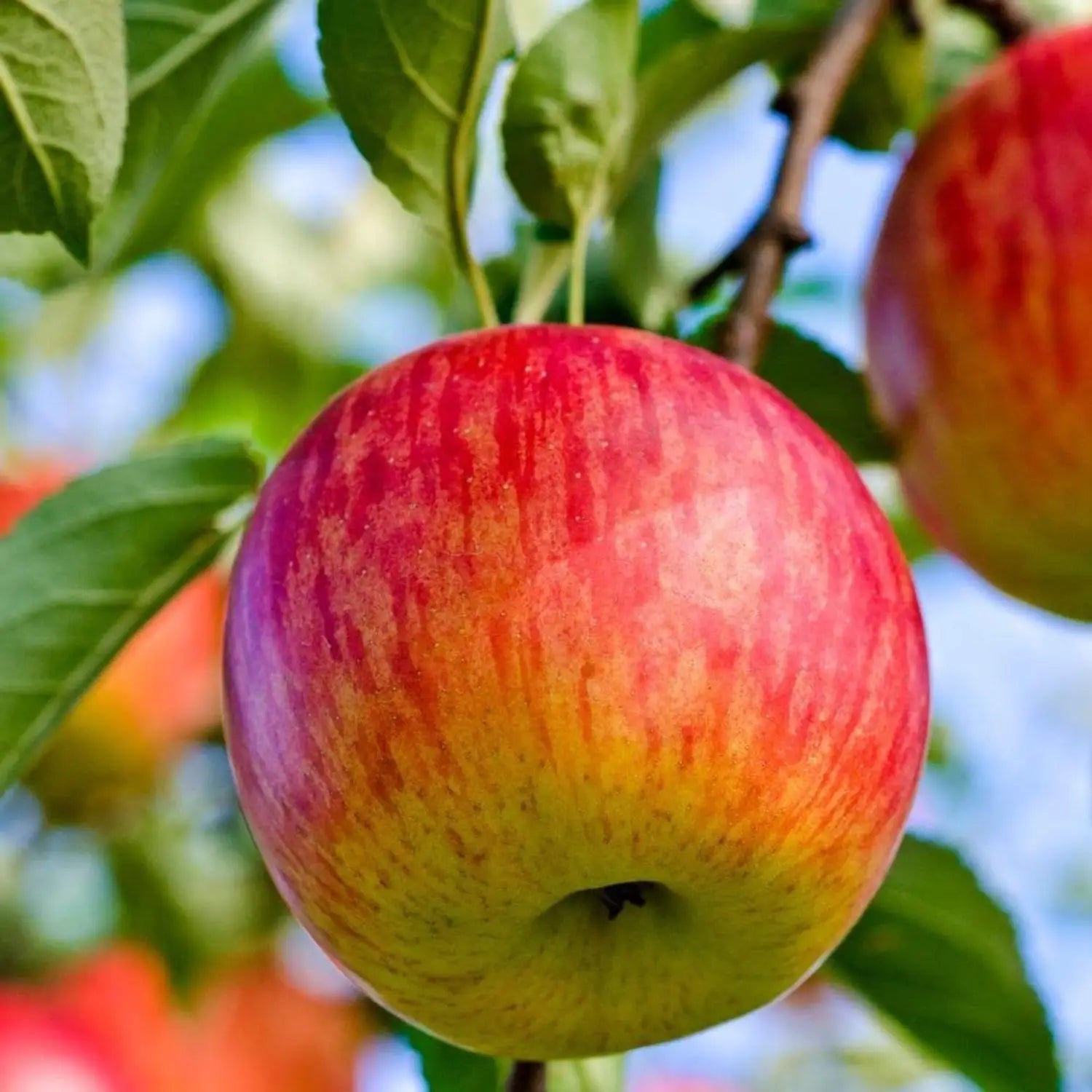 Red & Yellow Apple Fruit Seeds for Easy Planting