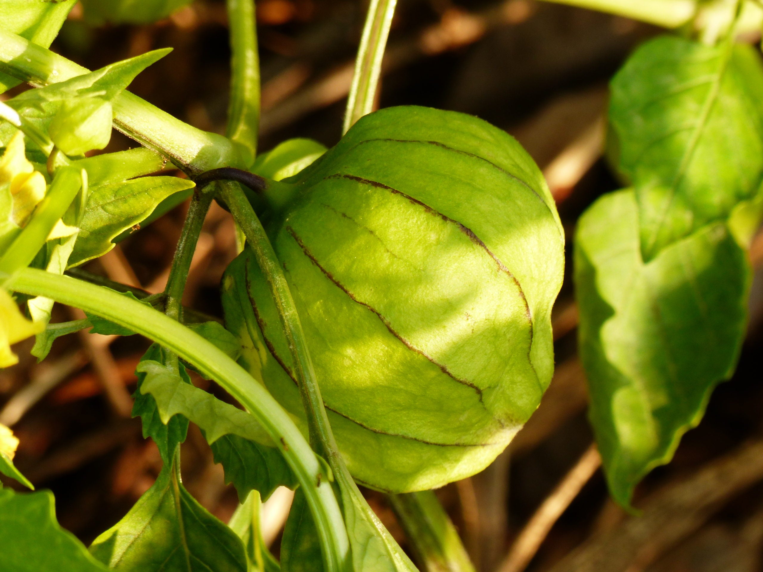 Green Tomatillo Seeds for Your Garden