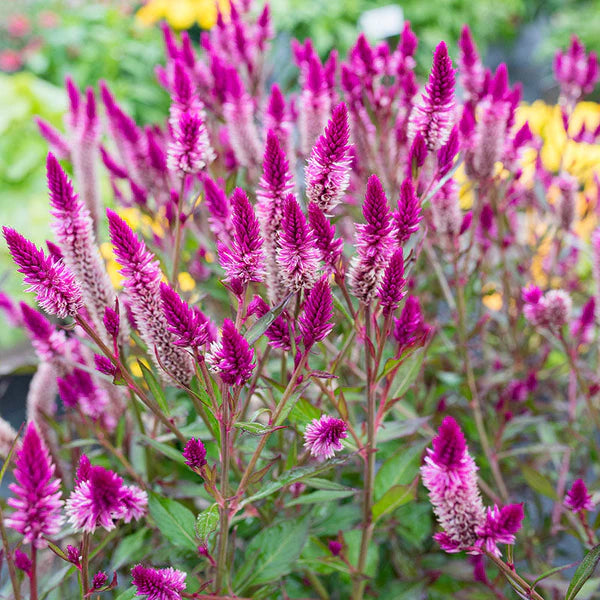 Celosia Spicata Flower seeds for Planting - Shade Tolerant, Heirloom & GMO Free Seeds for Home Garden