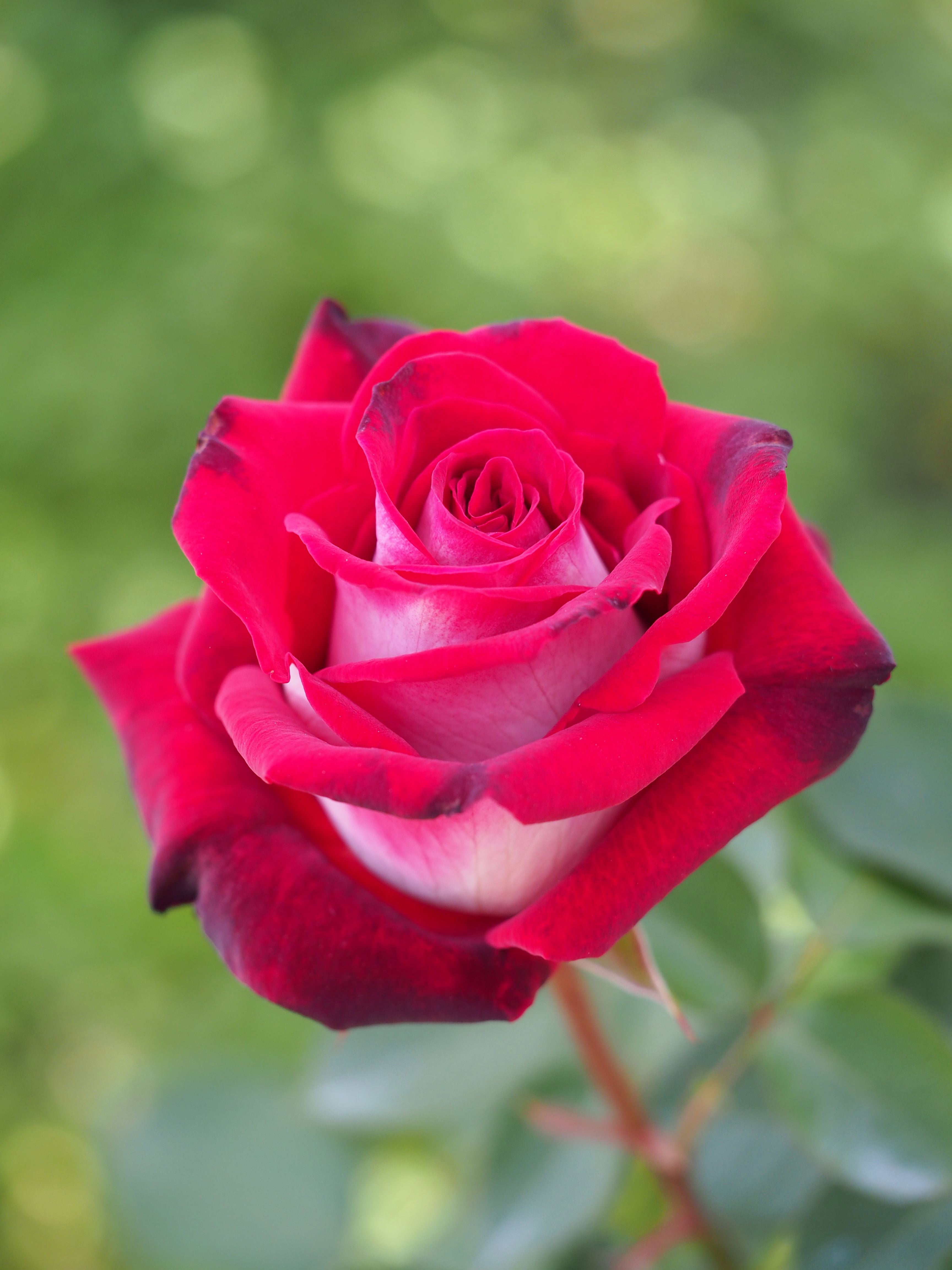 Osiria Rose Flower seeds blooming in flower beds, containers, borders, and pollinator-friendly gardens