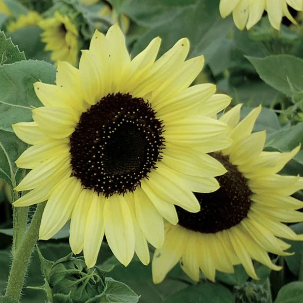 Sea Green Sunflower Perennial Flower Seeds for Planting Colorful Display Heirloom & GMO Free Seeds for Home Garden
Sale