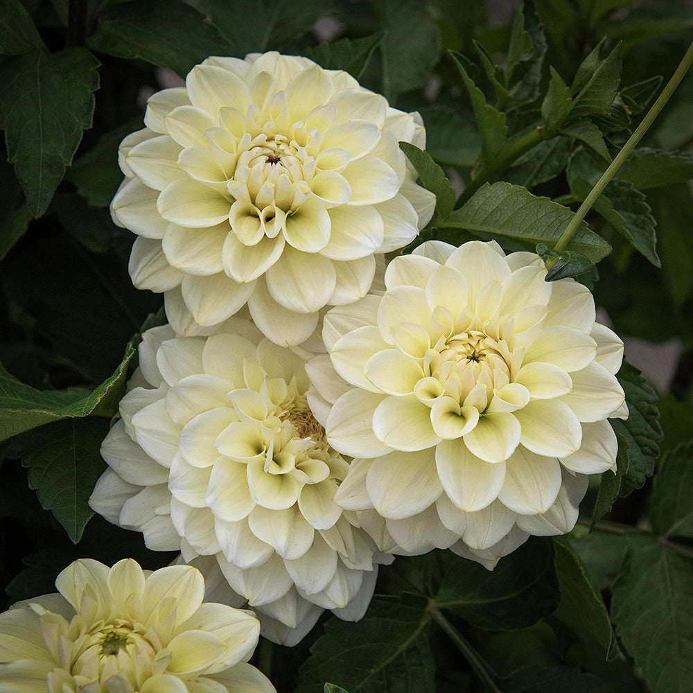 White Green Mixed Dahlia Flower Seeds for Planting Drought Tolerant Heirloom & GMO Free Seeds for Home Garden
Sale