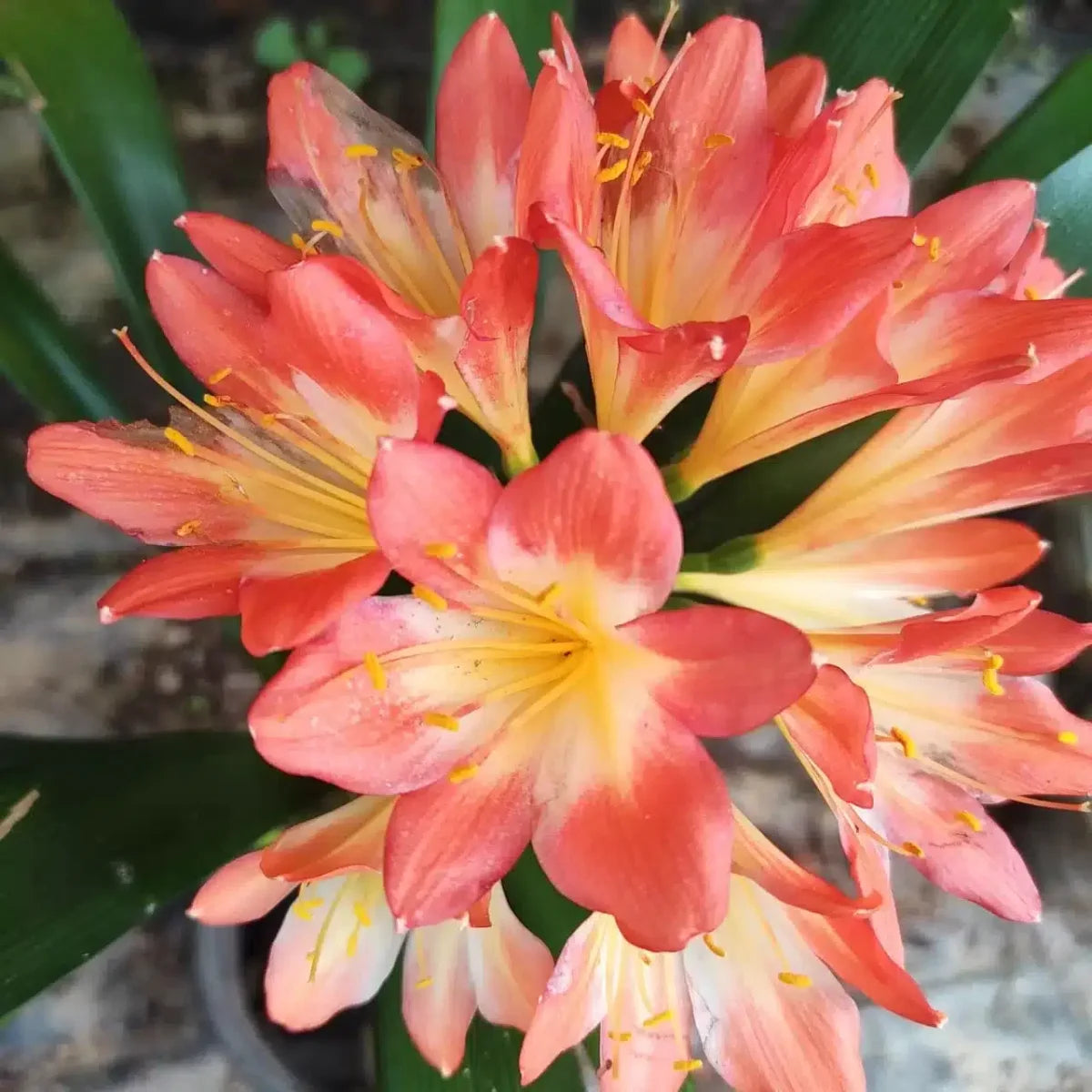 Lily Mix Clivia Flower Seeds for Planting - Colorful and Hardy Blooms Heirloom Non-GMO Seeds