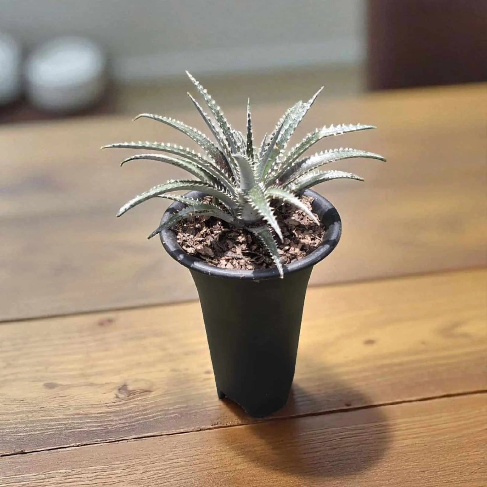 Black Dyckia Plant Seeds for Planting Perennial Succulent