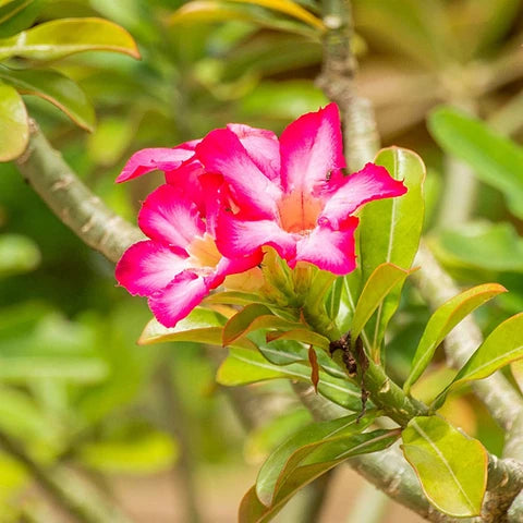 Wüstenrose Flower seeds for Planting - Seasonal Bloomer, Heirloom & GMO Free Seeds for Home Garden