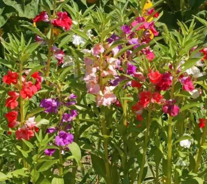 Balsamine (Balsamine Flower) seeds for planting in home garden
