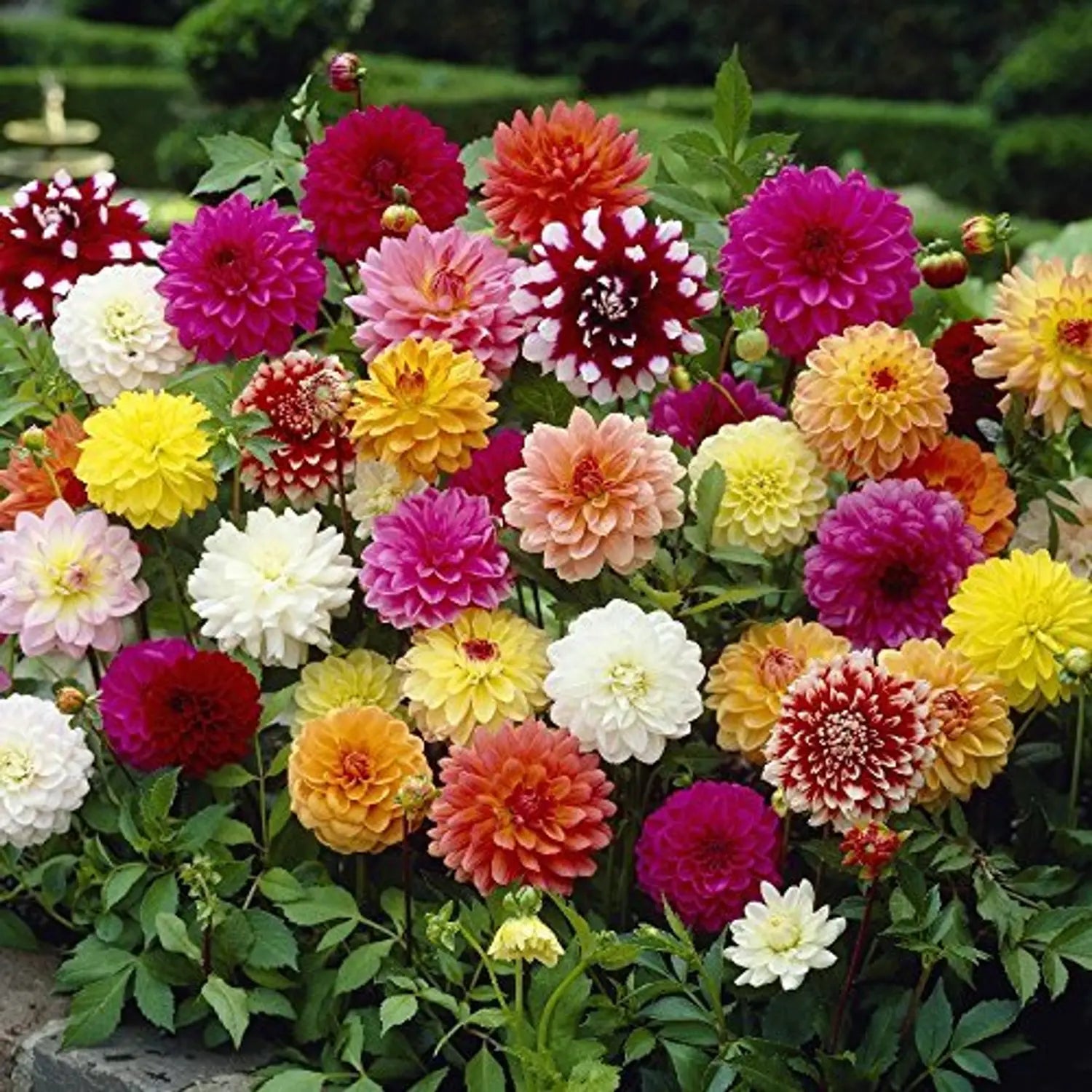Giant Flower seeds for Planting Compact Growth Heirloom & GMO Free Seeds for Home Garden