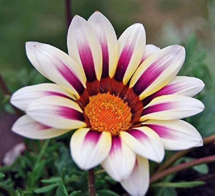 White Purple Gazania Flower seeds for Planting - Perfect for Borders, Heirloom & GMO Free Seeds for Home Garden
Sale seeds for planting in home garden
