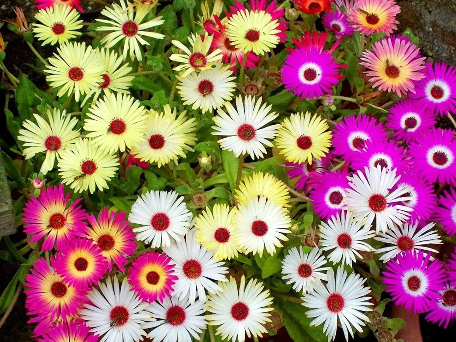 Pink Dorotheanthus Flower seeds for Planting - Colorful Display, Heirloom & GMO Free Seeds for Home Garden