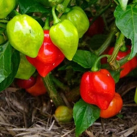 Aji Cubano Dulce Cachucha Pepper Seeds for Planting