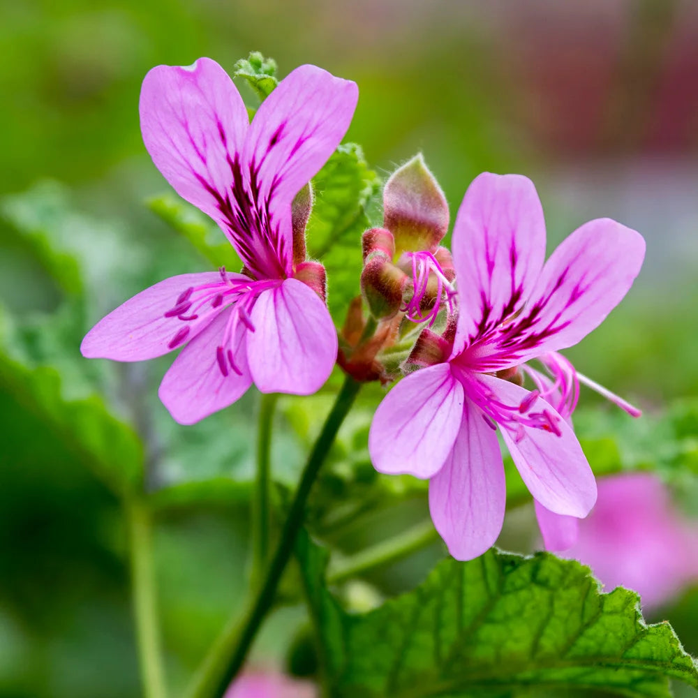 Purple Tornado Geranium Flower seeds for Planting - Garden Favorite, Heirloom & GMO Free Seeds for Home Garden